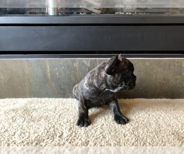 Medium Photo #4 French Bulldog Puppy For Sale in CO SPGS, CO, USA