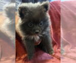 Small Pomeranian Mix