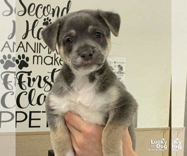 Medium Photo #3 Retriever -Unknown Mix Puppy For Sale in Washington, DC, USA