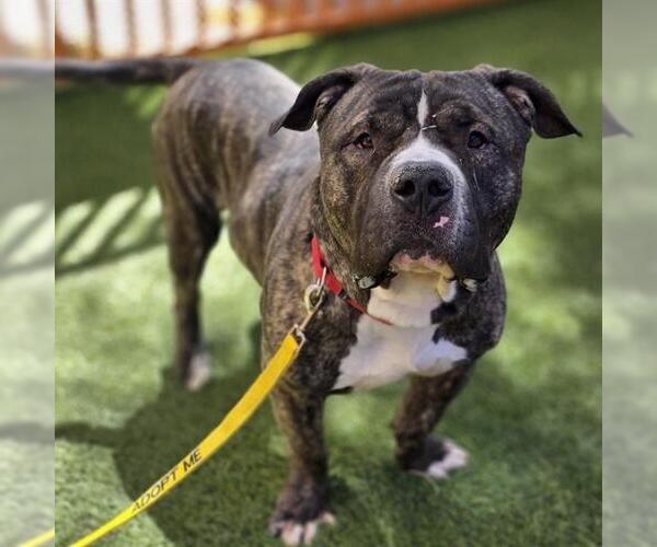 Medium Photo #3 Mutt Puppy For Sale in Las Vegas, NV, USA