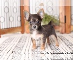 Small Photo #1 Chihuahua Puppy For Sale in NAPLES, FL, USA