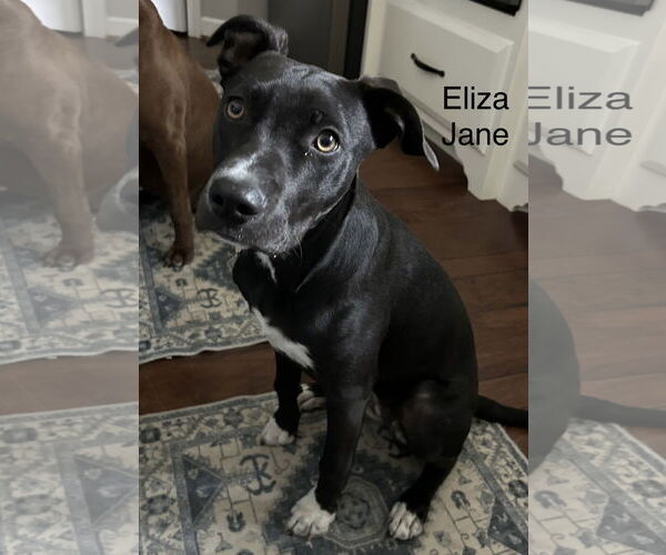 Medium Photo #2 American Staffordshire Terrier-Unknown Mix Puppy For Sale in Parker Ford, PA, USA
