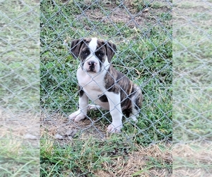 American Bulldog Puppy for sale in STRONG, AR, USA