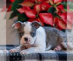 Small #2 Boston Terrier