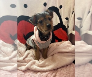 Yorkshire Terrier Puppy for sale in NEW TRIPOLI, PA, USA