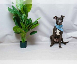 Mutt Dogs for adoption in Sanford, FL, USA
