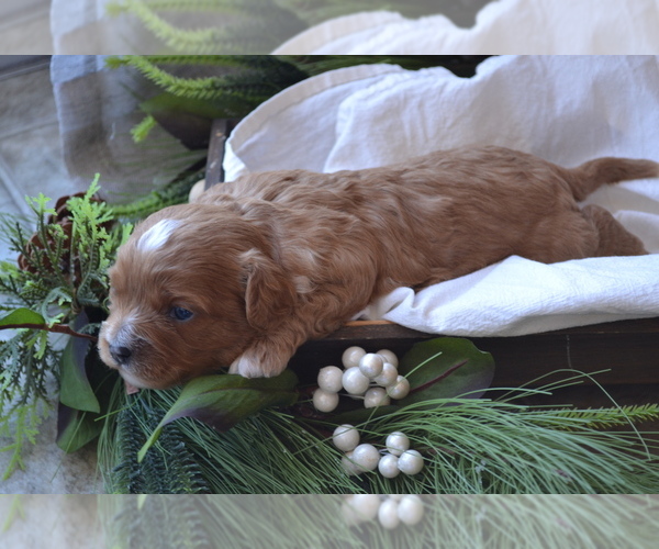 Medium Photo #5 Cavapoo (Miniature) Puppy For Sale in GREENWOOD, WI, USA