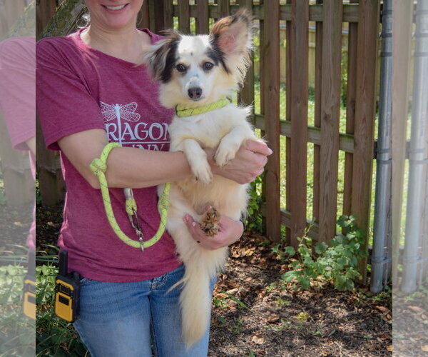 Medium Photo #4 Chion Puppy For Sale in Huntley, IL, USA