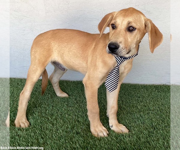 Medium Photo #3 Labbe Puppy For Sale in San Diego, CA, USA