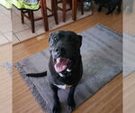 Small Great Dane-Labrador Retriever Mix