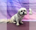 Small #2 Shih Tzu Mix