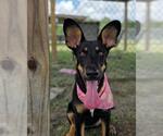 Small #2 Doberman Pinscher-German Shepherd Dog Mix
