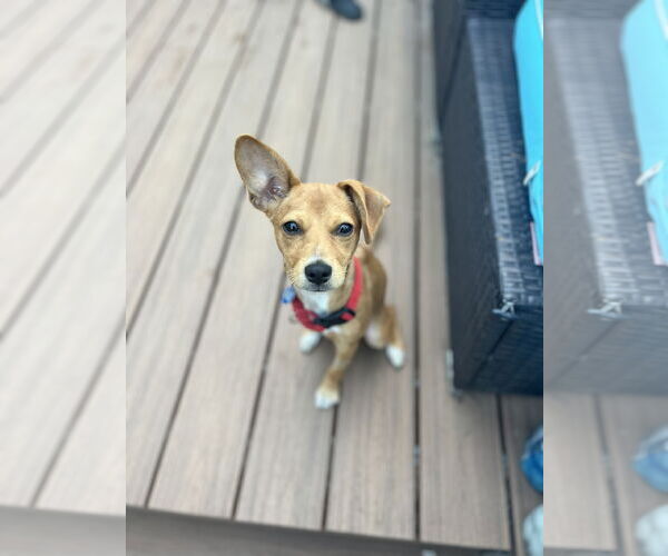 Medium Photo #2 Beagle-Chihuahua Mix Puppy For Sale in San Francisco, CA, USA