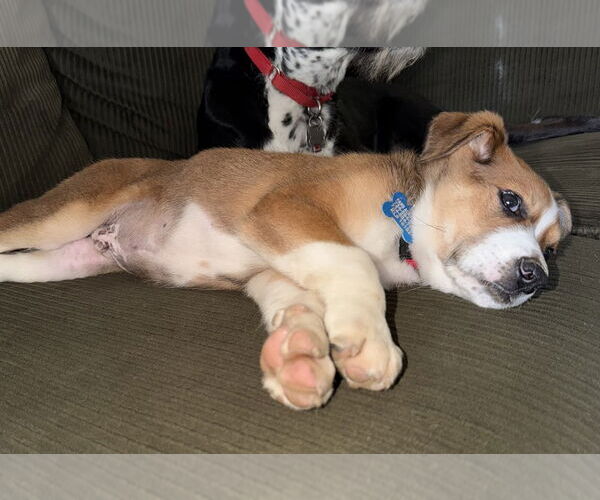 Medium Photo #2 Mutt Puppy For Sale in Springdale, PA, USA