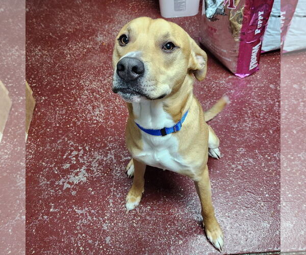 Medium Photo #11 Mutt Puppy For Sale in Fargo, ND, USA