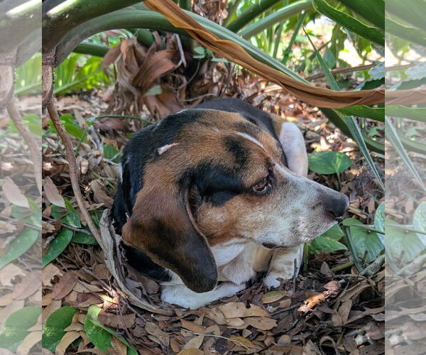 Medium Photo #3  Puppy For Sale in , 