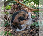 Small #2 Breeder Profile image