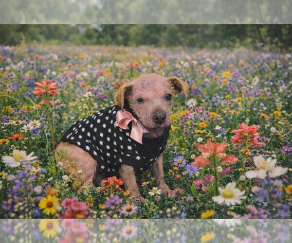 Medium Photo #5 Mutt Puppy For Sale in Rockwall, TX, USA