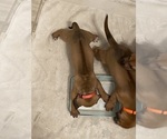 Small #3 Rhodesian Ridgeback