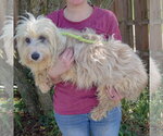 Small #1 Australian Shepherd Mix