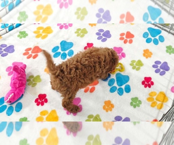 Medium Photo #7 Cavapoo (Miniature)-Poodle (Toy) Mix Puppy For Sale in ORO VALLEY, AZ, USA