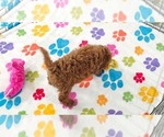 Small #6 Cavapoo (Miniature)-Poodle (Toy) Mix