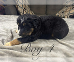 Small Photo #49 Australian Shepherd Puppy For Sale in SALISBURY, NC, USA