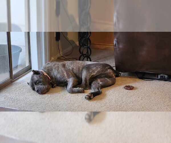 Medium Photo #4 Mutt Puppy For Sale in Goodyear, AZ, USA