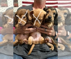 Dachshund Puppy for sale in MEXICO, MO, USA