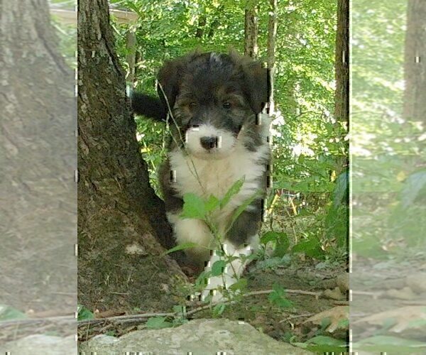Medium Photo #4 Cadoodle Puppy For Sale in PERU, IN, USA