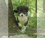 Small #3 Cadoodle