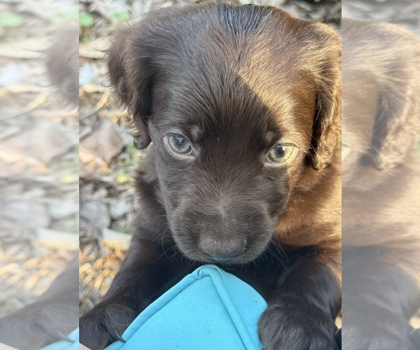 Medium Photo #1 Boykin Spaniel Puppy For Sale in PROSPERITY, SC, USA