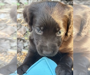 Boykin Spaniel Puppy for sale in PROSPERITY, SC, USA