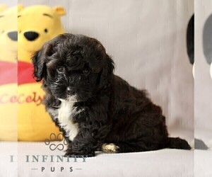 ShihPoo Puppy for sale in NEW HOLLAND, PA, USA