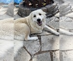 Small #6 Anatolian Shepherd-Great Pyrenees Mix