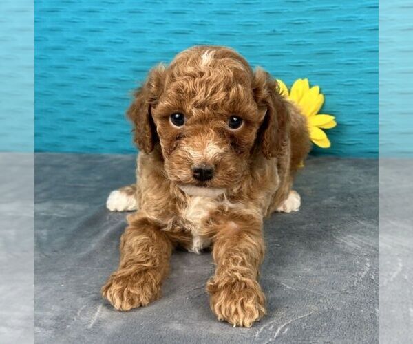 View Ad Poodle (Toy) Puppy for Sale near Illinois, ARTHUR, USA. ADN836966