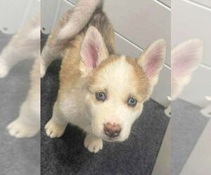 Siberian Husky Dogs for adoption in Matawan, NJ, USA