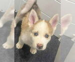 Small Siberian Husky
