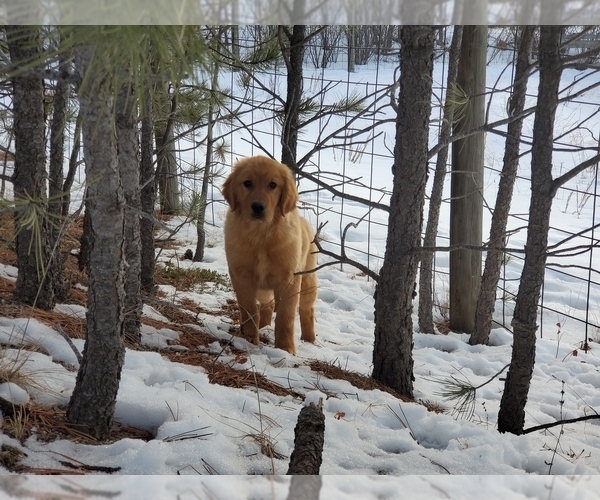 Medium Photo #8 Golden Retriever Puppy For Sale in BLACK FOREST, CO, USA