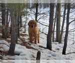 Small Photo #8 Golden Retriever Puppy For Sale in BLACK FOREST, CO, USA