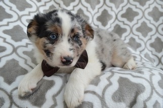 Miniature American Shepherd Puppy for sale in LANCASTER, PA, USA