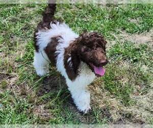 Poodle (Standard) Puppy for Sale in AIKEN, South Carolina USA