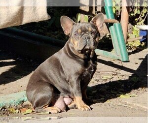 Mother of the French Bulldog puppies born on 02/10/2024