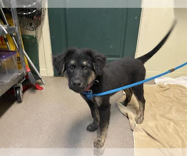 Medium Photo #1 German Shepherd Dog-Unknown Mix Puppy For Sale in Pasadena, CA, USA