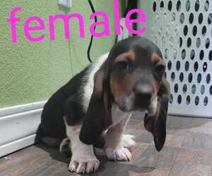 Basset Hound Puppy for sale in EL PASO, TX, USA