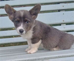 Pembroke Welsh Corgi Puppy for sale in MILTON, WI, USA