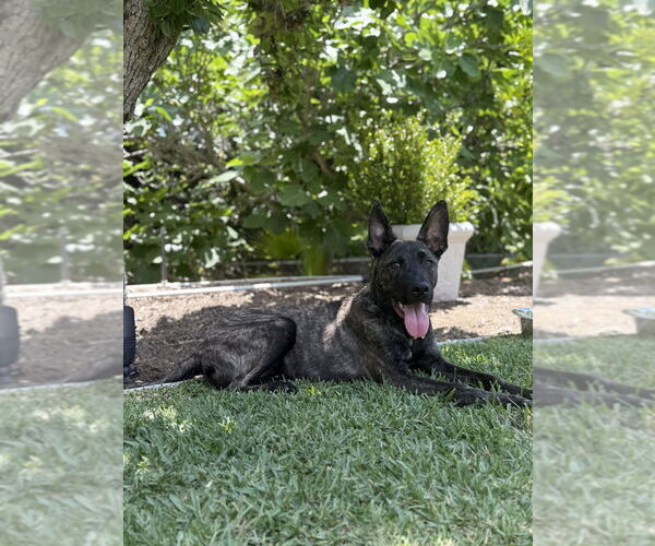 Medium Photo #1 Dutch Shepherd -Unknown Mix Puppy For Sale in Imlay City, MI, USA