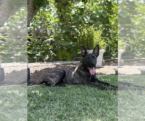 Dutch Shepherd -Unknown Mix Dogs for adoption in Imlay City, MI, USA