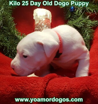 Medium Photo #76 Dogo Argentino Puppy For Sale in JANE, MO, USA
