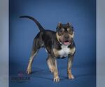 Small #1 Staffordshire Bull Terrier Mix
